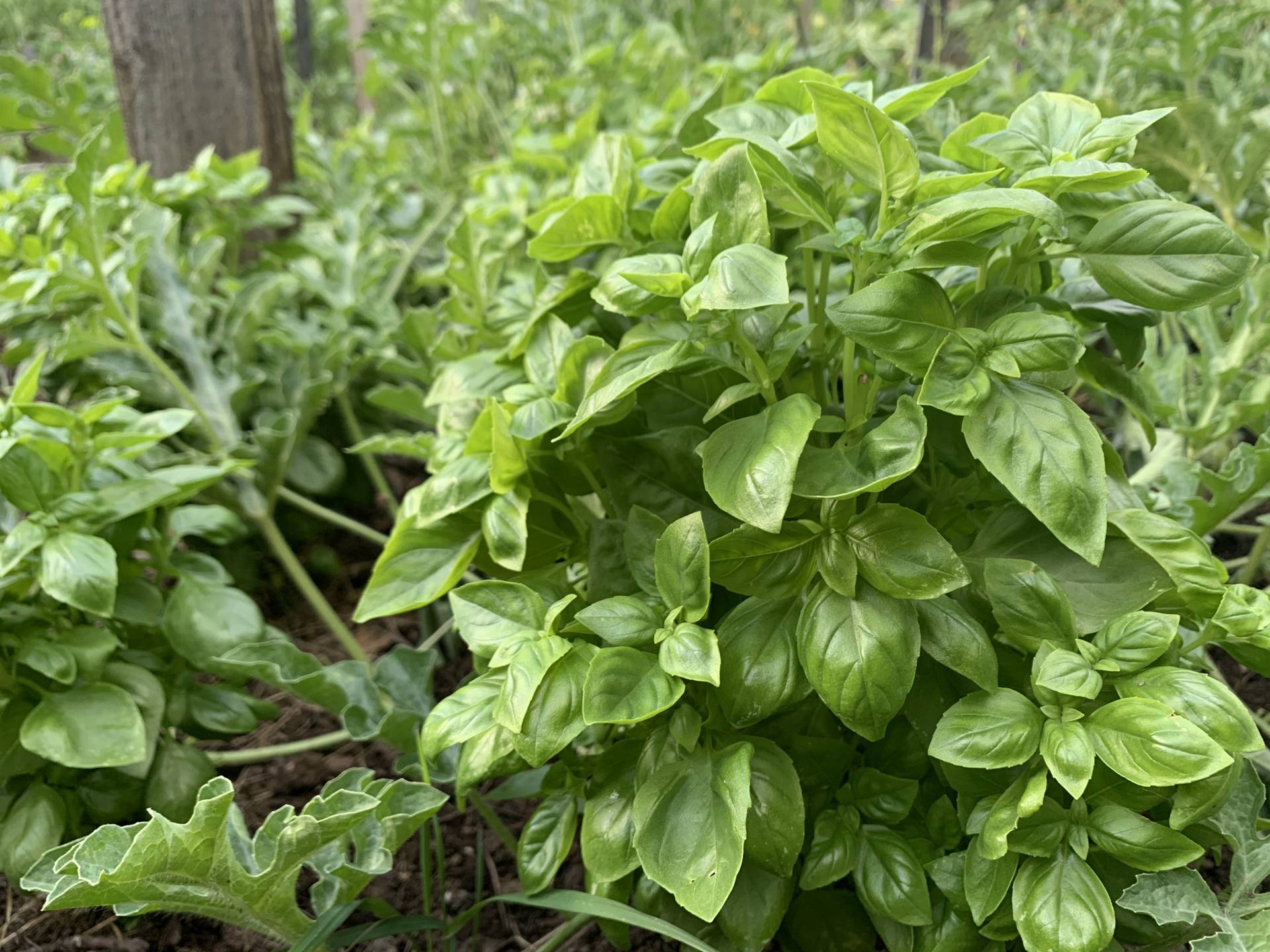 Grow a Basil Plant in Your Window from Cuttings • Chocolate Box Cottage