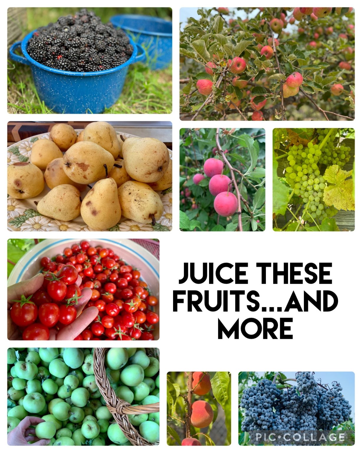 How to Use a Steam Juicer Make Your Own Elderberry Juice with Fresh